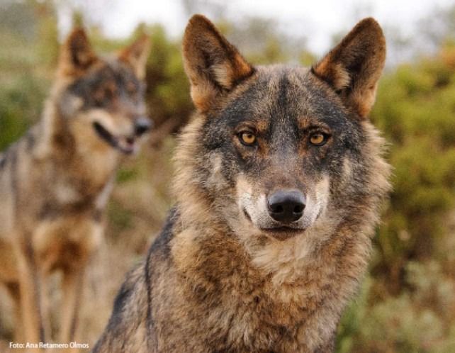 Dos ejemplares de lobo ibérico. / Foto Ana Retamero Olmos / Estudio Ecologistas en Acción