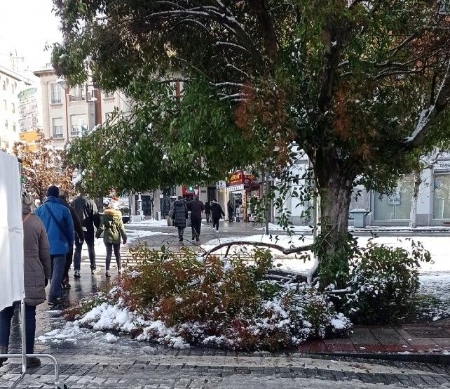 Un árbol de Papalaguinda dañado por la nevada.
